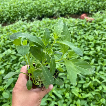 美丽月见草基地