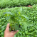 美丽月见草基地