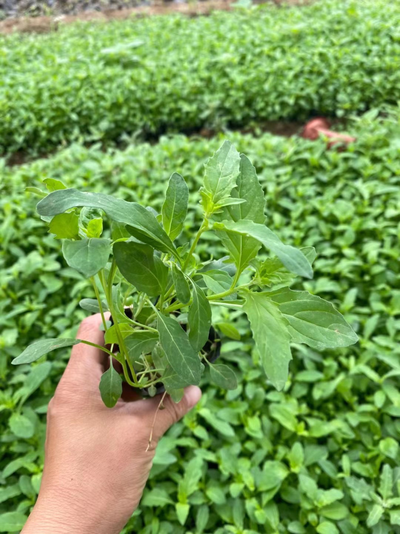 美丽月见草基地