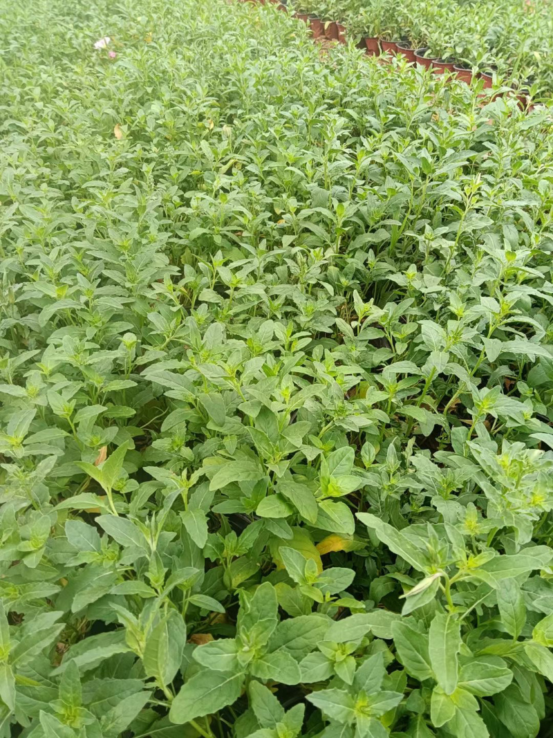 美丽月见草基地