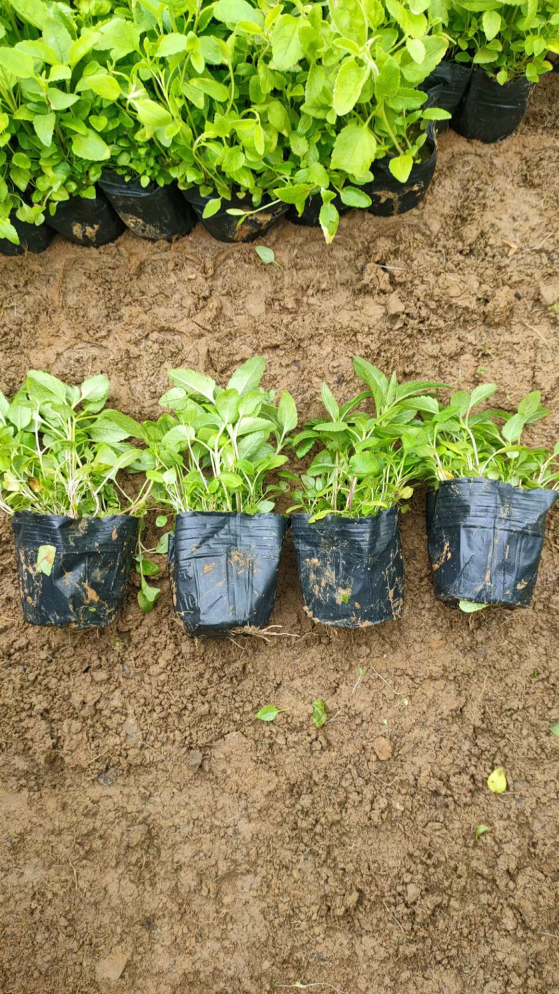 美丽月见草基地