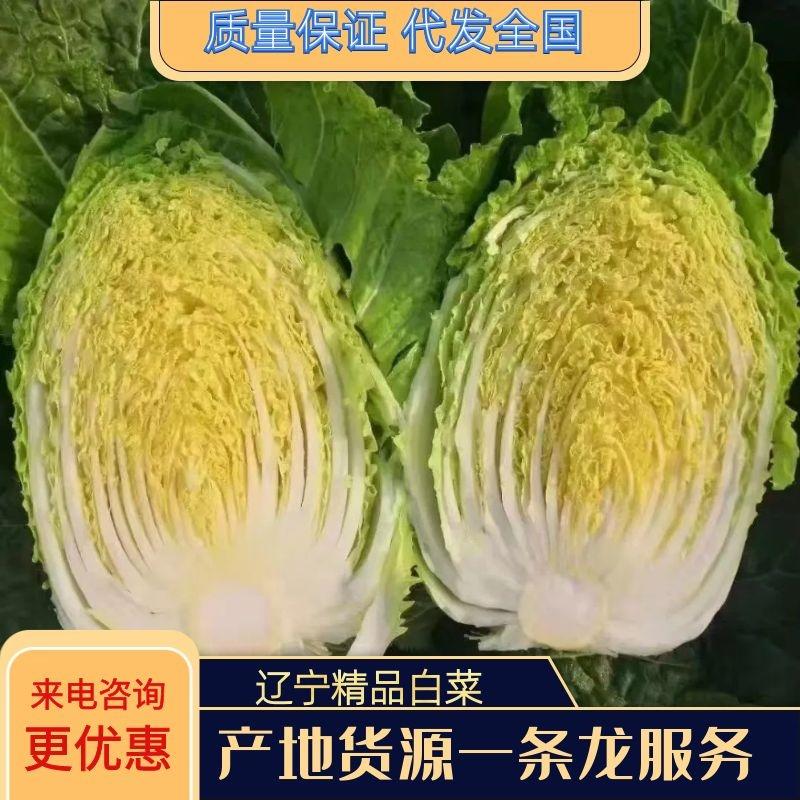 白菜山东精品白菜万亩基地大量供应价格优惠