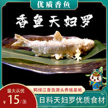 日料食材香鱼天妇罗全年现货供应日本料理优质香鱼食材