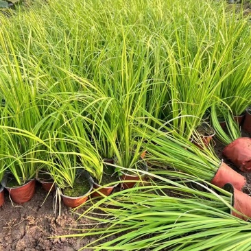 金叶石菖蒲供应基地