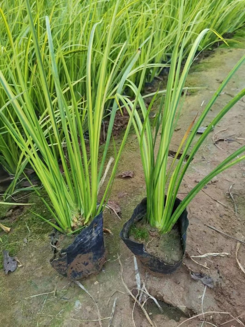 金叶石菖蒲供应基地