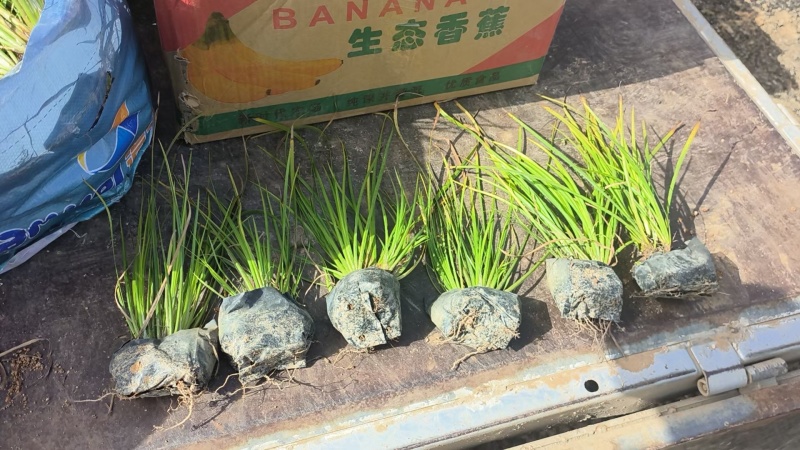 金叶石菖蒲供应基地