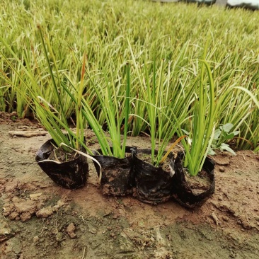 金叶石菖蒲种植基地
