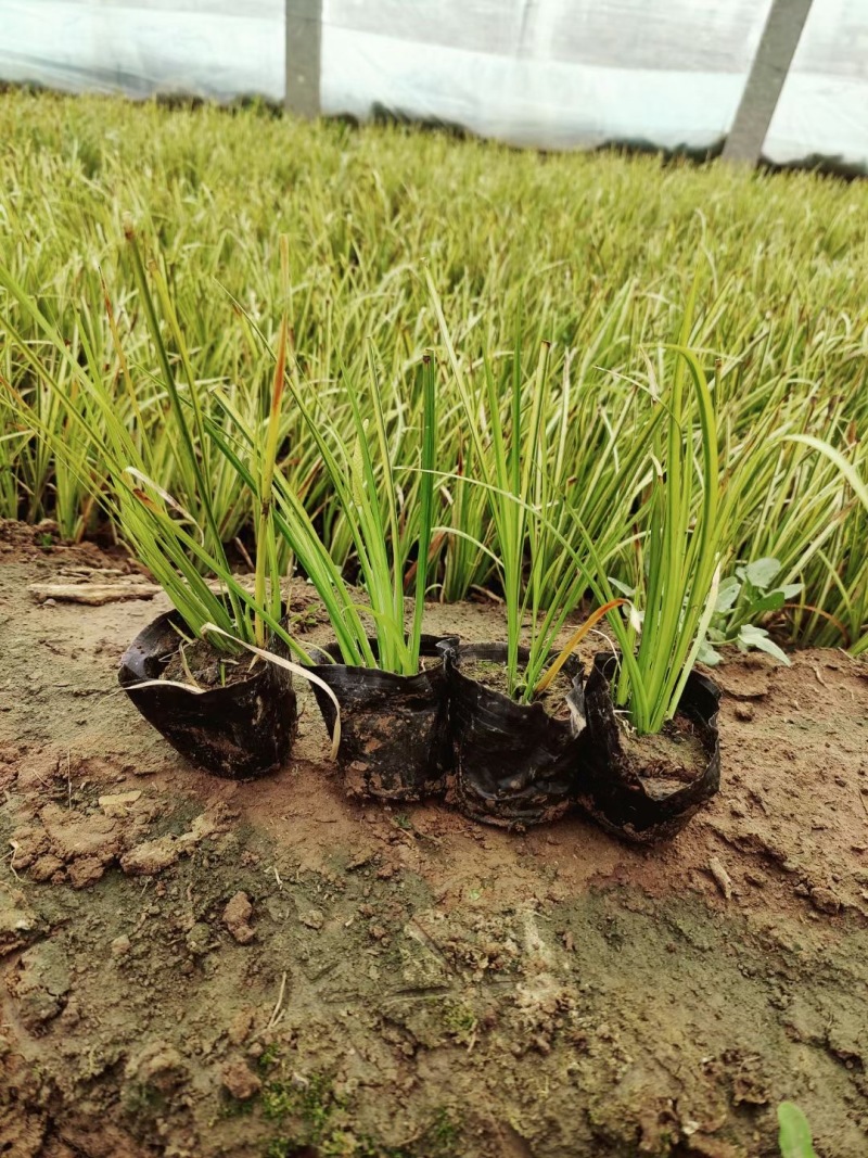 金叶石菖蒲种植基地