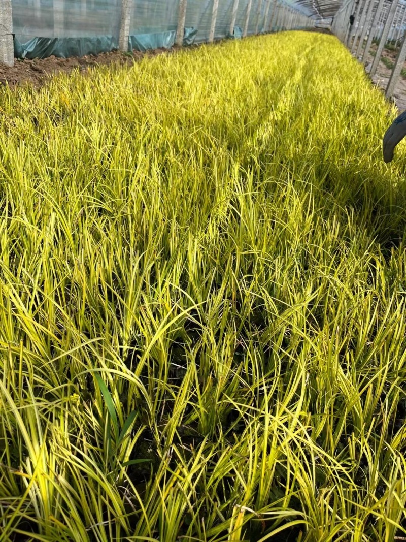 金叶石菖蒲种植基地