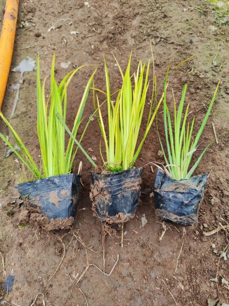 金叶石菖蒲种植基地