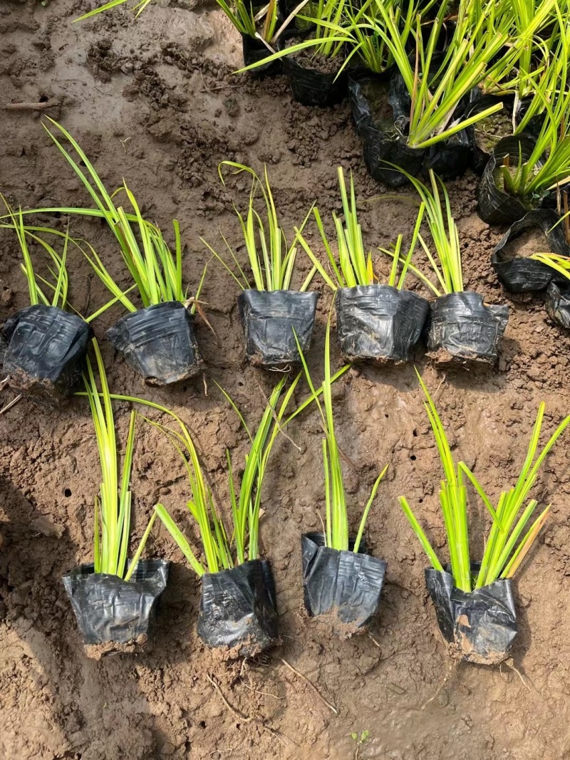 金叶石菖蒲种植基地