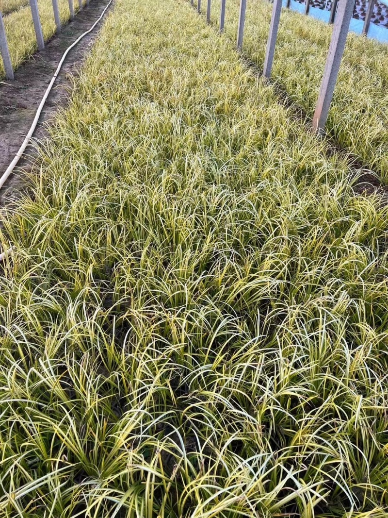 金叶石菖蒲杯苗种植基地
