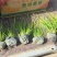 金叶石菖蒲杯苗种植基地