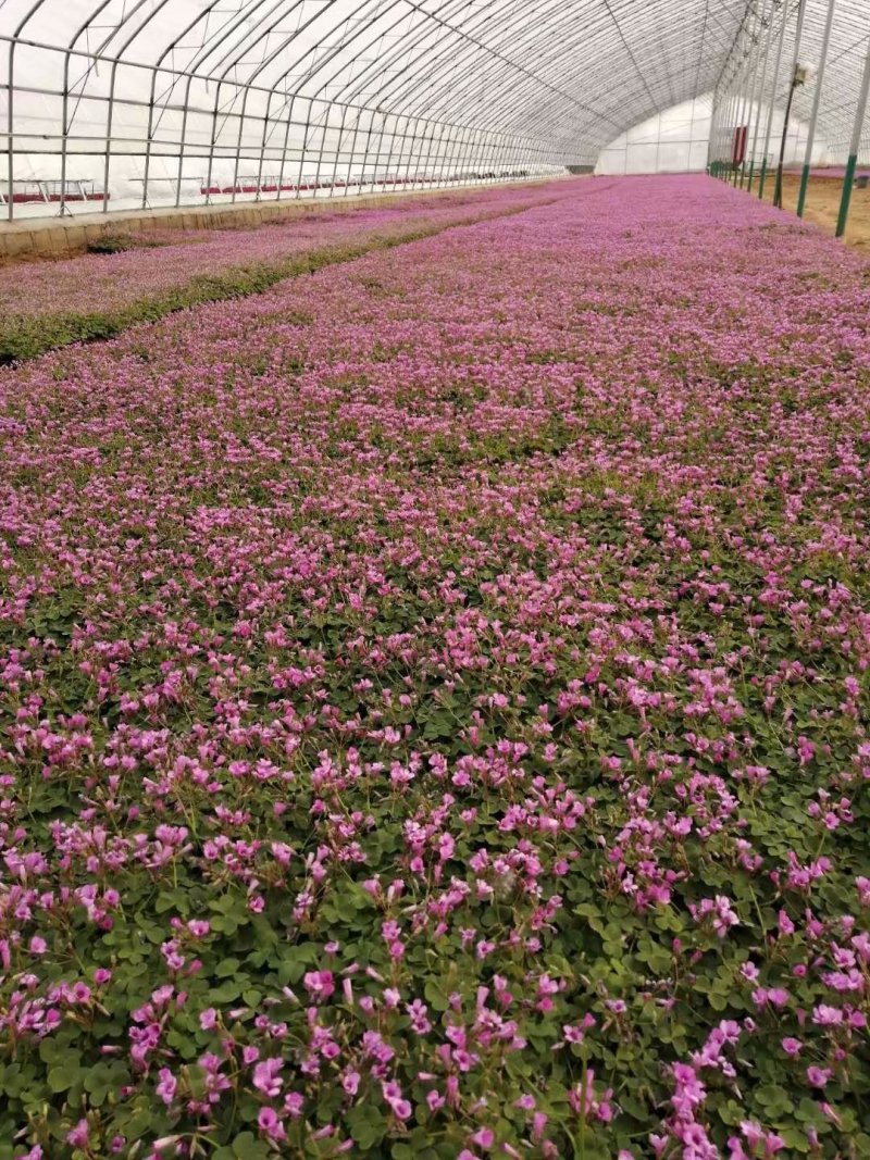 酢浆草种植基地