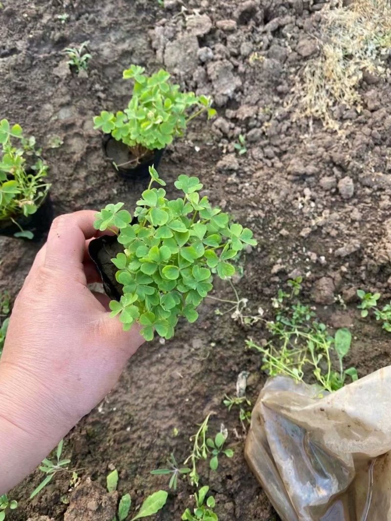 酢浆草种植基地