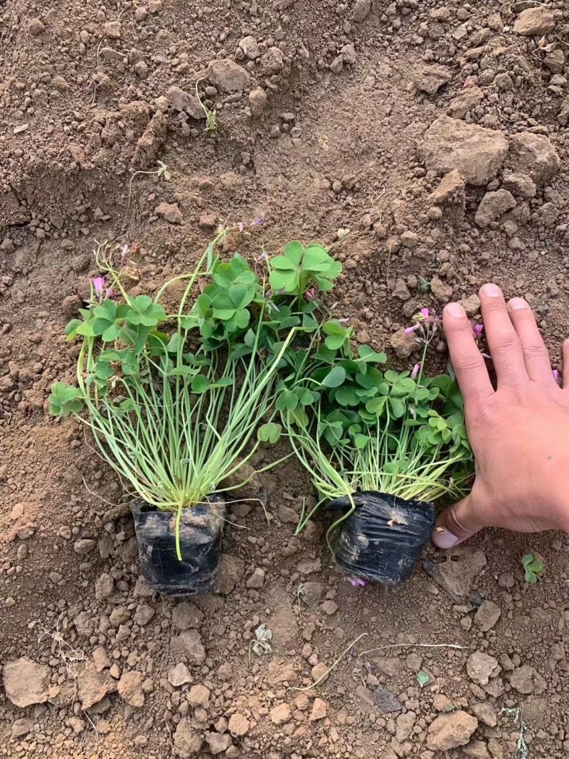 酢浆草种植基地