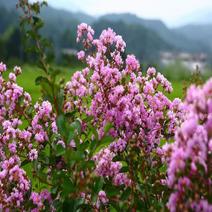 新采收紫薇种子紫薇花紫薇树种子火球红红火箭紫薇种子多年生