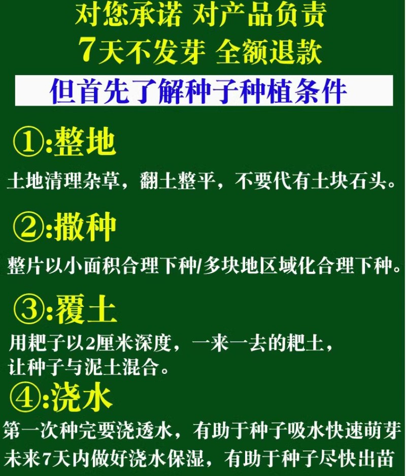 新采收紫薇种子紫薇花紫薇树种子火球红红火箭紫薇种子多年生