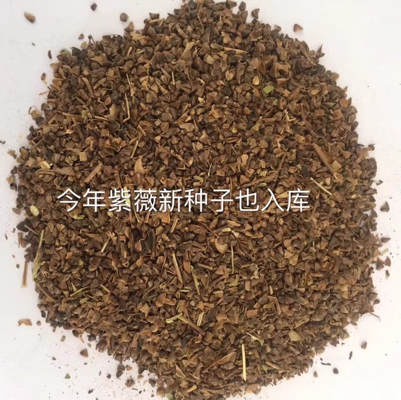 新采收紫薇种子紫薇花紫薇树种子火球红红火箭紫薇种子多年生