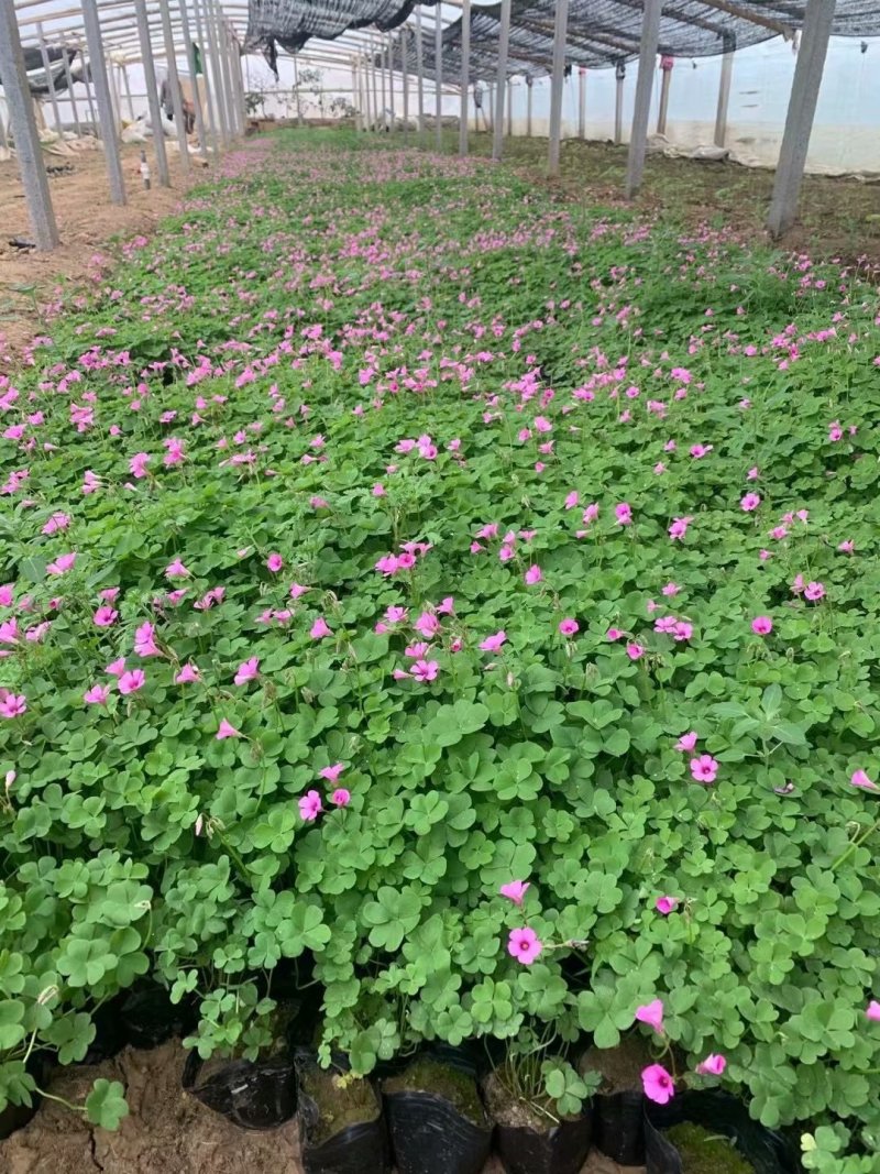 酢浆草培育基地