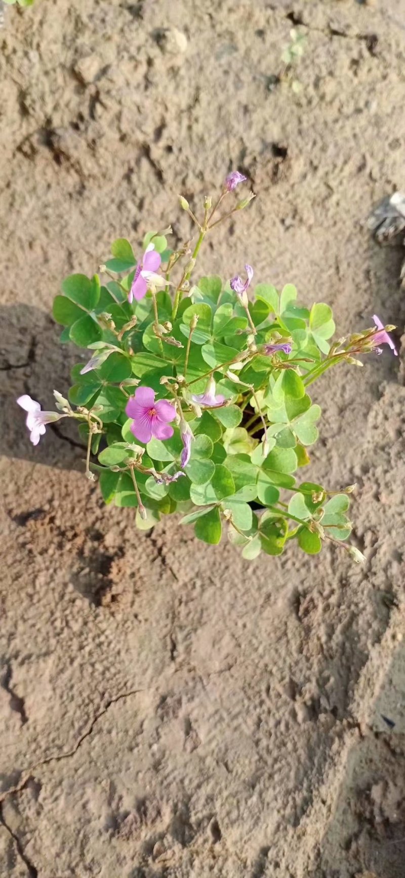 酢浆草培育基地