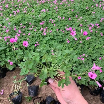 山东酢浆草批发