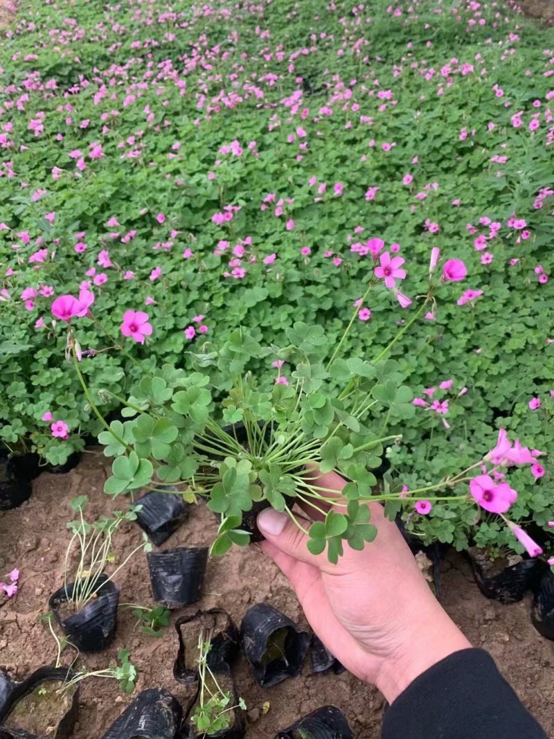 山东酢浆草批发