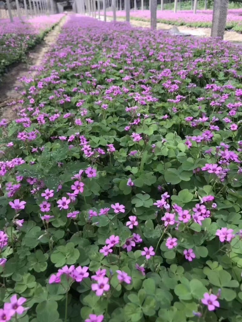 山东酢浆草批发