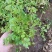 山东酢浆草批发