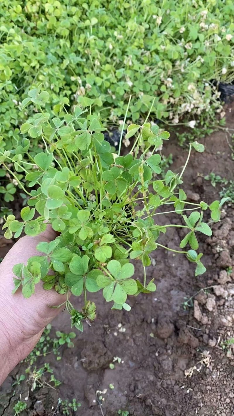 山东酢浆草批发