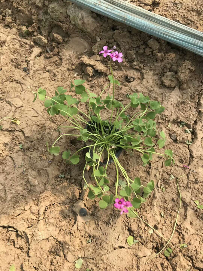 酢浆草批发基地