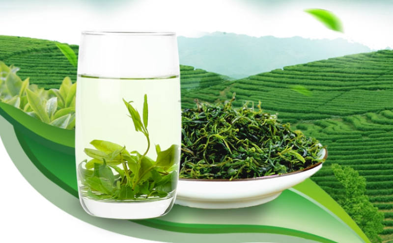新茶苦丁茶毛冬青茶嫩芽四川宜宾毛冬青小叶苦丁茶散装批发