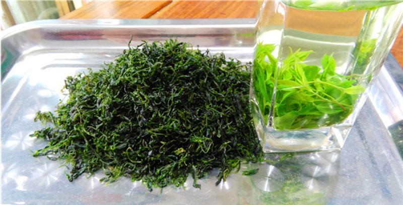 新茶苦丁茶毛冬青茶嫩芽四川宜宾毛冬青小叶苦丁茶散装批发