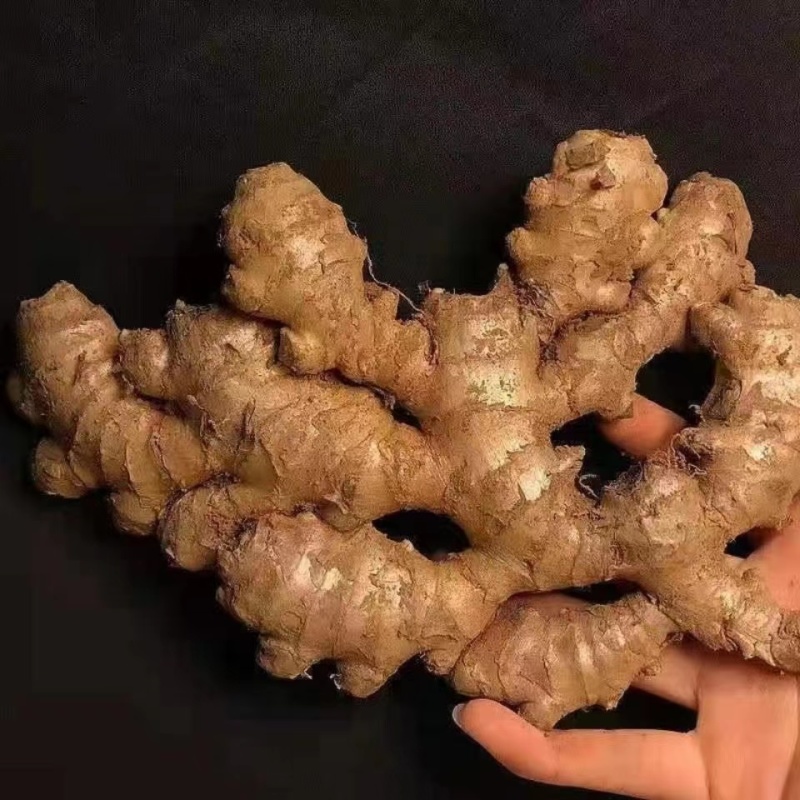 云南小黄姜现货罗平小黄姜供应生姜老姜电商姜零售市场姜批发