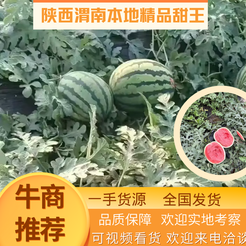 西瓜甜王西瓜实力代办产区直发保质保量代发全国