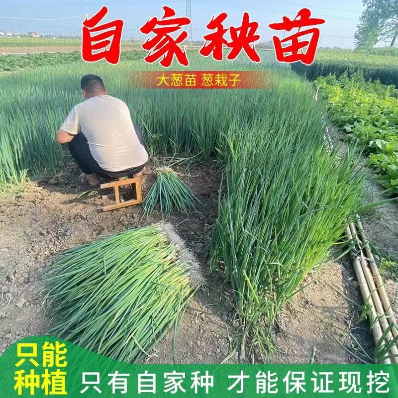 精品小葱，有基地供货，大型冷库打冷各种蔬菜种植基地，。