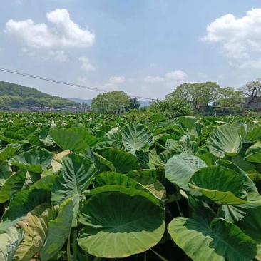 广西桂林荔浦芋头精品直供超市地标产品欢迎来电