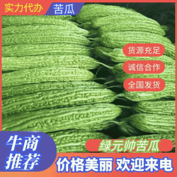 基地供货翠绿苦瓜，量大从优，代发全国可实地看货视频看货，