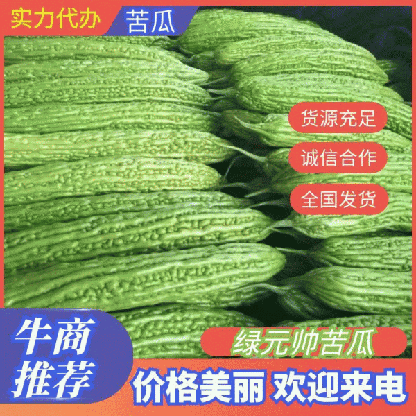 基地供货翠绿苦瓜，量大从优，代发全国可实地看货视频看货，