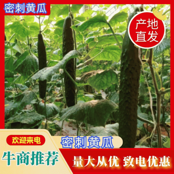 密刺黄瓜干花带刺，30公分左右，都是棚子的货，质量好
