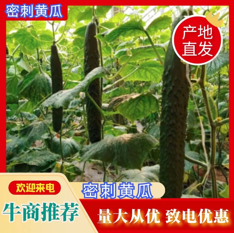 密刺黄瓜干花带刺，30公分左右，都是棚子的货，质量好