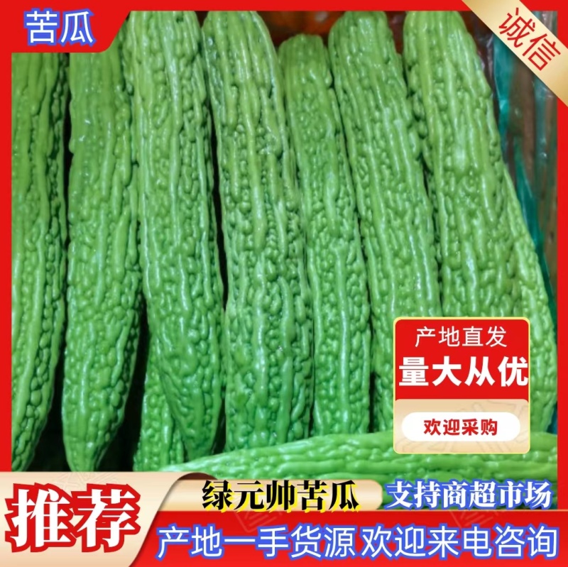 （优选）精品苦瓜产地直发大量上市中，质量好欢迎联系