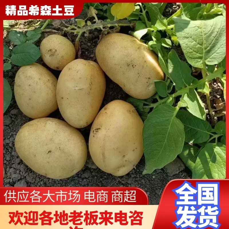 河南通许土豆希森，V7.沃土，荷兰，多品种规格大量上市