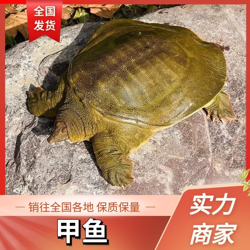 精品优质甲鱼基地直供一手货源品质保证诚信经营