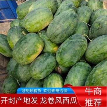 龙卷风西瓜，开封产地直供，包熟包甜，量大从优欢迎电联采购