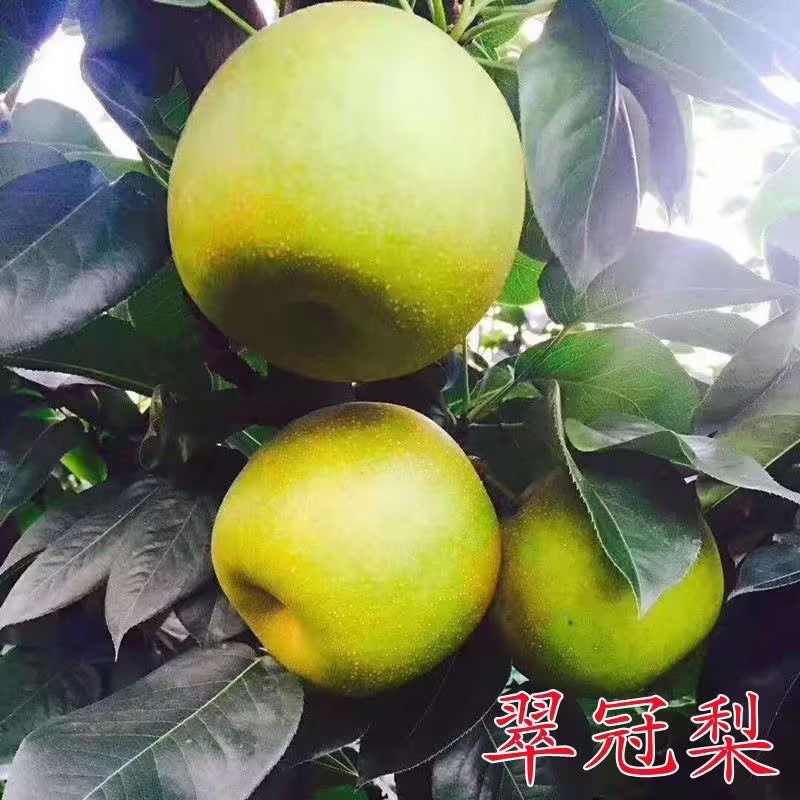 【翠冠梨】精品大量上市脆甜可口，保质保量，原产地直供