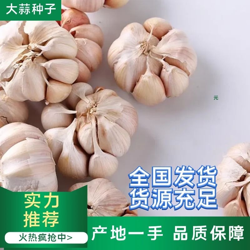 济宁金乡大蒜种子，太空，大青棵，品质好可视频看货！