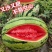 新疆哈密金城5号西瓜个大汁多甜度高包熟包甜
