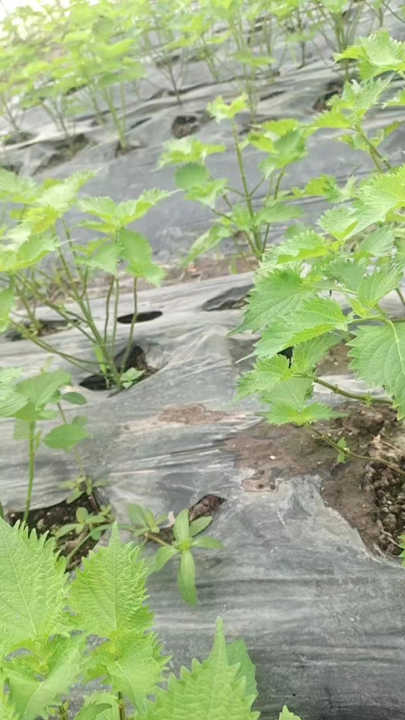 紫苏叶，通货散装价格优惠，产地直供，欢迎电联采购