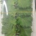 紫苏叶精品，100片产地供货量大从优，对接市场商超